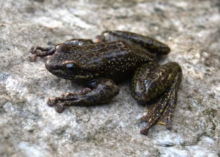 St Anthony’s, ZSI researchers discover 3 new species of frog