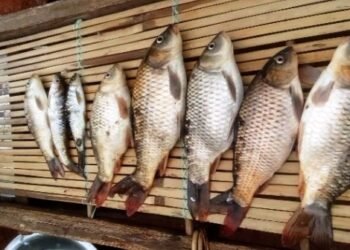 Poisoning leads to mass death of fish