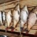 Poisoning leads to mass death of fish