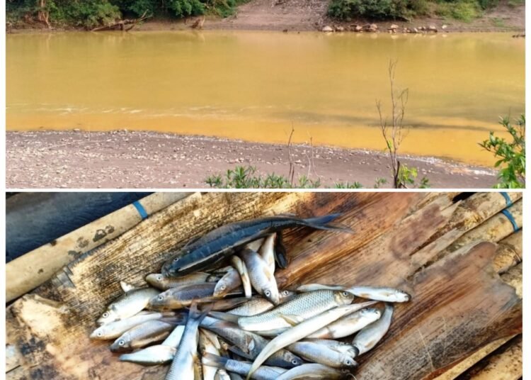 Fishes found dead in Lukha River