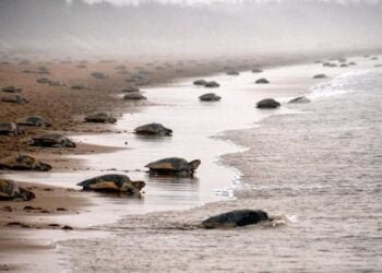 Over 3 lakh Olive Ridley turtles reach Odisha’s Gahirmatha beach for mass nesting