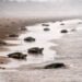 Over 3 lakh Olive Ridley turtles reach Odisha’s Gahirmatha beach for mass nesting