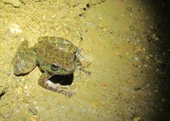 Deep cave frog species discovered in South Garo Hills
