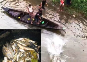 Factory waste blamed for deaths of thousands of fish in Umtrew River