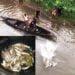 Factory waste blamed for deaths of thousands of fish in Umtrew River