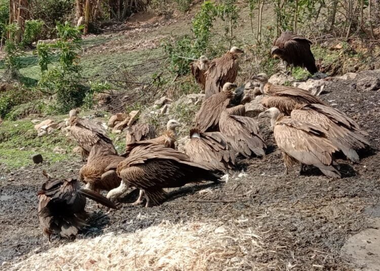 From the scornful savage to the noblest nature’s own housekeeper: Understanding vultures