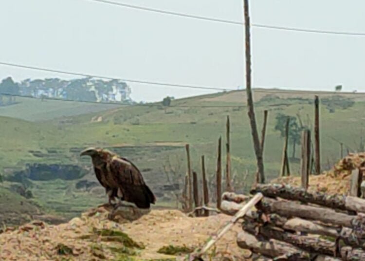 Near threatened vultures now spotted in East Jaiñtia Hills