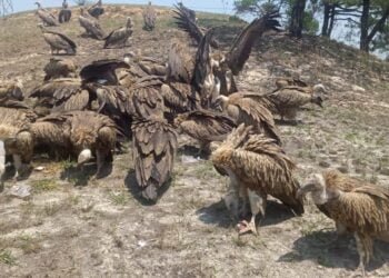 Jaintia Hills wildlife officers doing utmost for visiting vultures