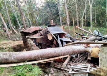 Teen killed, 3 family members injured after tree falls on house