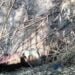 Trucks transporting ‘illegal’ coal plunges into ravine