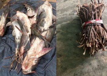 80 kg catfish & other species poisoned in Khri River, inquiry on