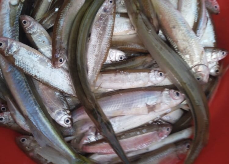 Hundreds of fish poisoned in Garo Hills river