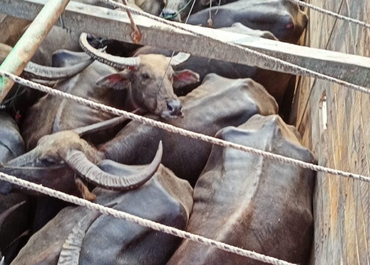 BSF rescues 37 cattle on international border