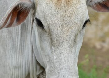 Lumpy skin disease detected in Meghalaya