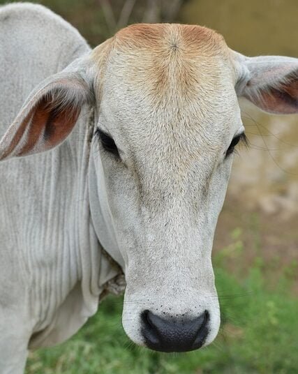 Lumpy skin disease detected in Meghalaya