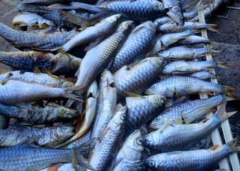 Fisheries to push through sale of local fish despite shortage