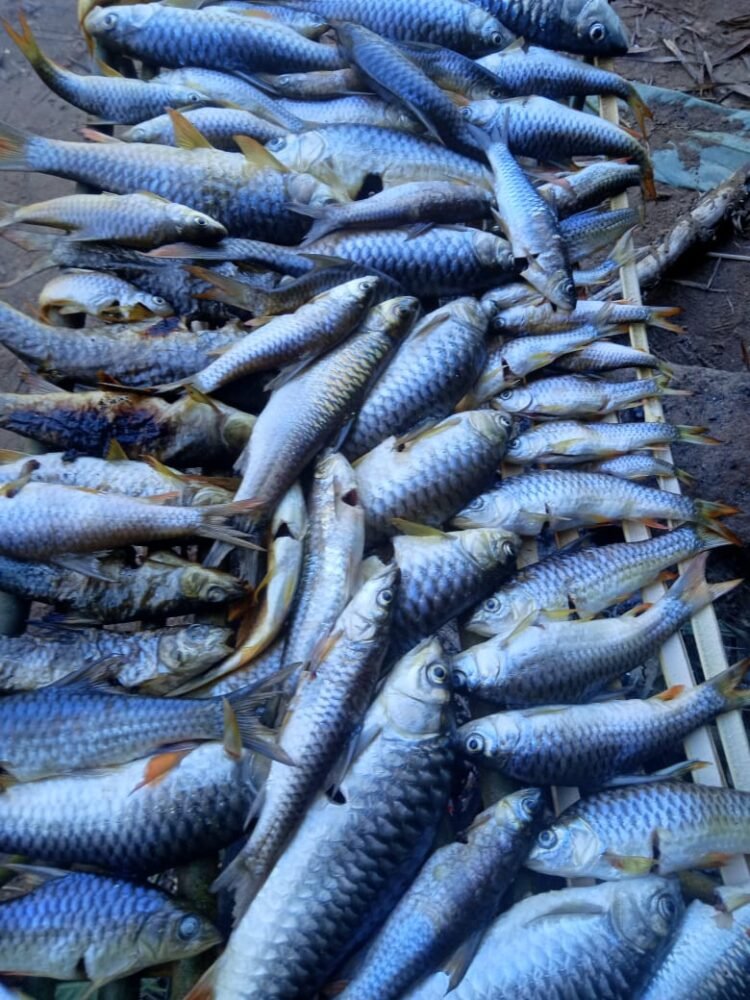 Fisheries to push through sale of local fish despite shortage