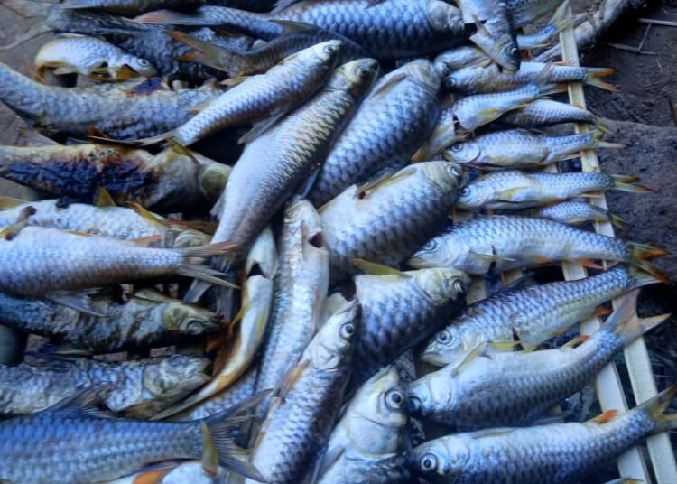 Fisheries to push through sale of local fish despite shortage