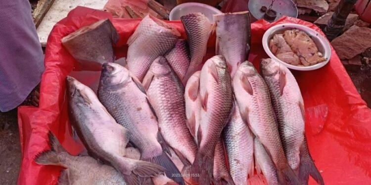 Meghalaya: Day after ban, bacteria found in imported fish