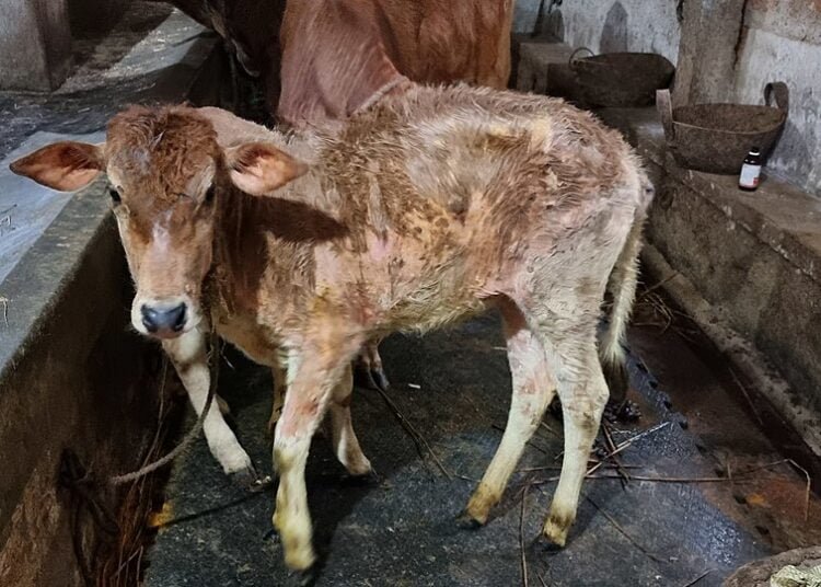 Govt issues advisory, helplines for lumpy skin disease