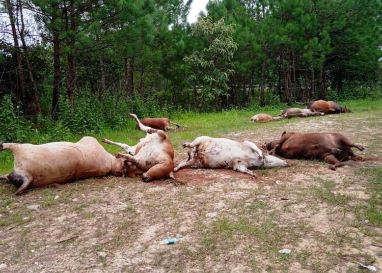 Viral pic of dead cows 2 weeks old; not connected to lumpy skin disease