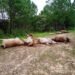 Viral pic of dead cows 2 weeks old; not connected to lumpy skin disease