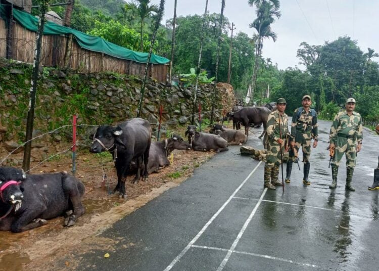 36 cattle rescued by BSF from international border
