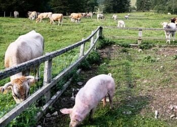 JSM seeks compensation for livestock farmers