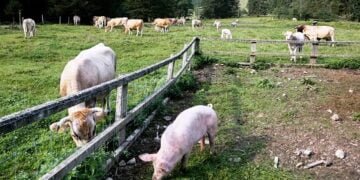 JSM seeks compensation for livestock farmers