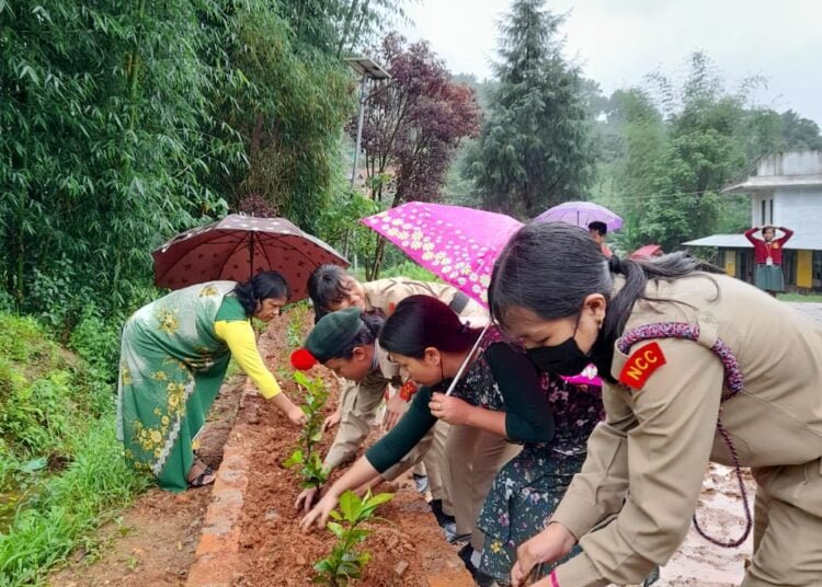NCC holds tree plantation drive