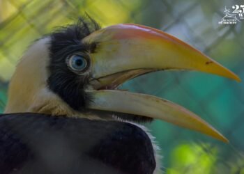 Hornbill pair surprises rescuers by fostering injured chick