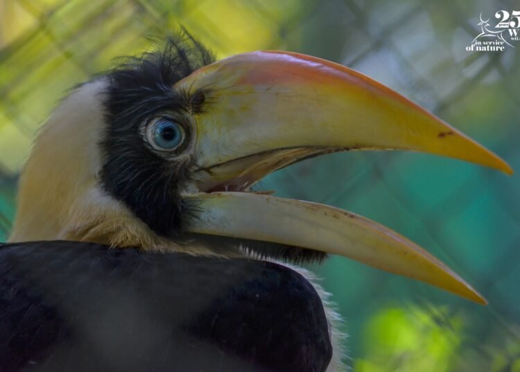 Hornbill pair surprises rescuers by fostering injured chick