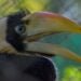 Hornbill pair surprises rescuers by fostering injured chick