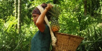 Meghalaya exports 1.3 tonnes of pineapples to Middle East
