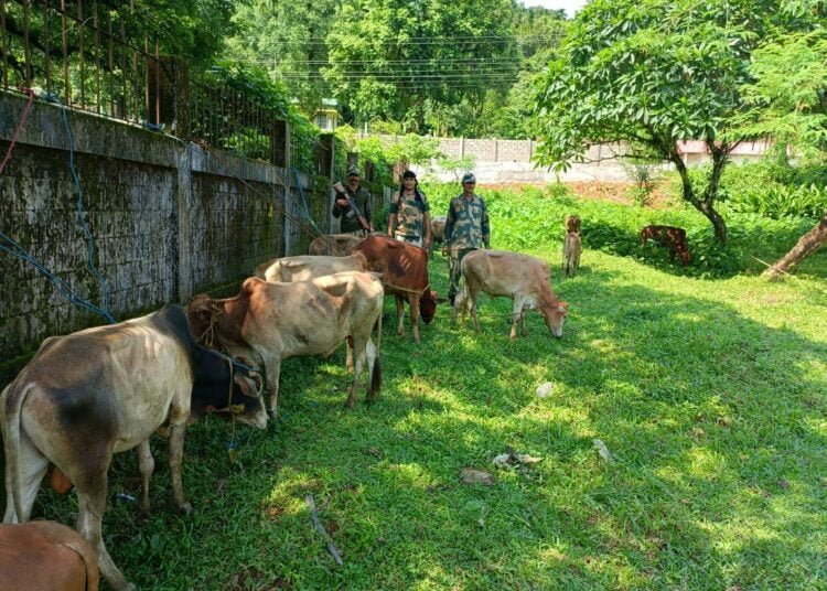 BSF rescues 37 smuggled cattle on EKH border