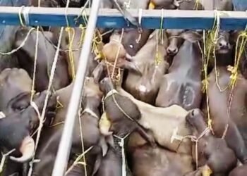 BSF rescues smuggled buffaloes & cattle on EKH border