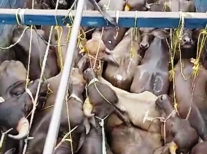 BSF rescues smuggled buffaloes & cattle on EKH border