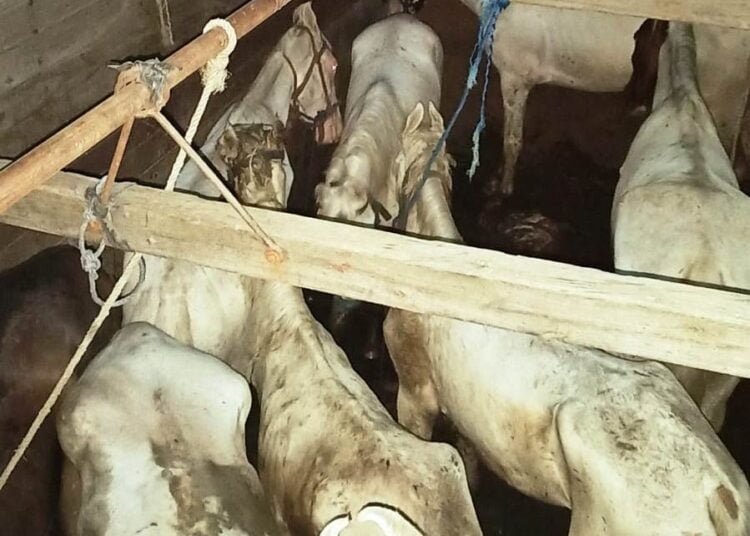 Horse smuggling bid foiled by BSF