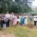 Tree plantation drive held