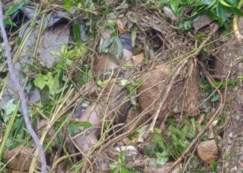 3 dead, 12 buffaloes killed after truck falls into ravine