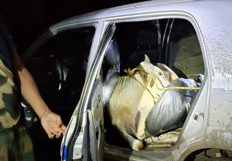 BSF rescues 2 cattle crammed into back of Altos