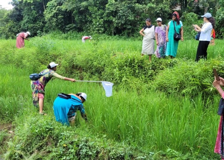 Paddy farmers get pest control training in Mawlyngkhung