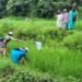 Paddy farmers get pest control training in Mawlyngkhung