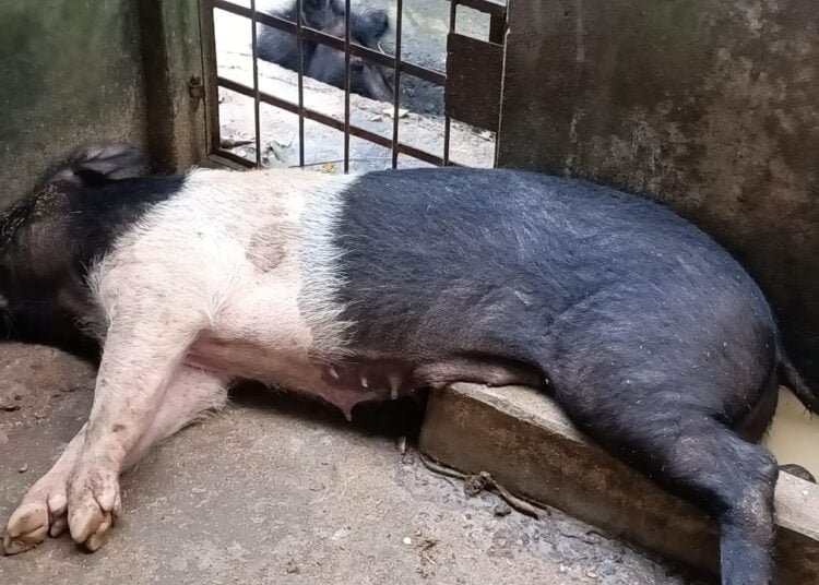 Pig deaths in Saiden touch 30; farmers fear ruin