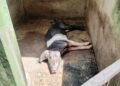 Puzzling swine deaths raise fears in Ri-Bhoi
