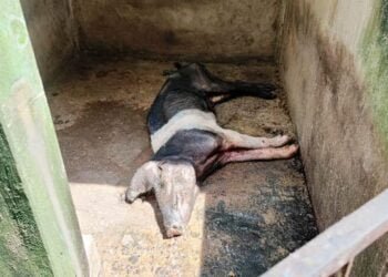 Puzzling swine deaths raise fears in Ri-Bhoi