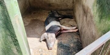 Puzzling swine deaths raise fears in Ri-Bhoi