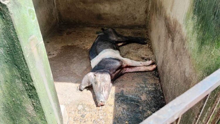 Puzzling swine deaths raise fears in Ri-Bhoi