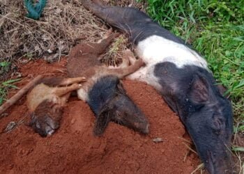 3 more pigs die at Saiden cooperative