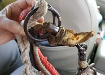 Meghalaya govt bans spiked bits used to control horses